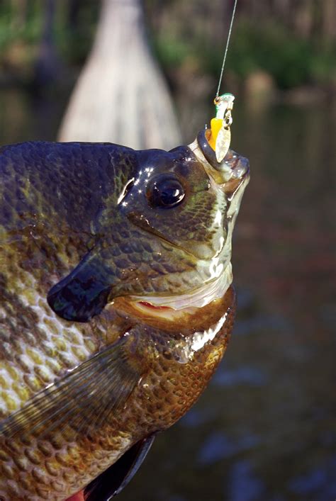 5 great bream lures and how to use them | The Arkansas Democrat-Gazette - Arkansas' Best News Source