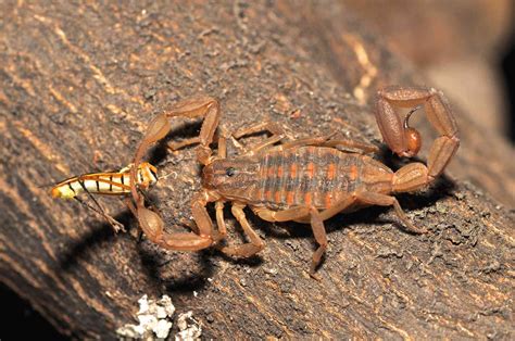 10 Fascinating Facts About Scorpions