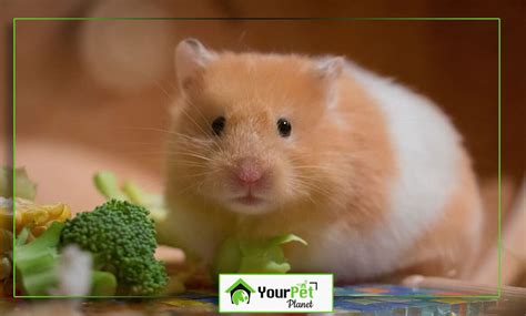 Expert Guide: Teddy Bear Hamster - Care, Lifespan, & Tips | Hamster Care Resource