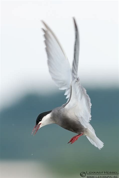 The Whiskered Terns of Lake Tisza | Lensman - Lennart Hessel