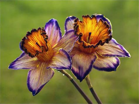 Dragon Daffodils | All things Purple and Gold | Pinterest