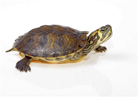 How To Take Care Of A Baby Turtle - Wiki Hows