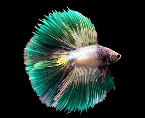 Green Betta Fish - poeyfz7z5