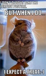 Chinchilla Memes Rock. Check These Out. | Small Pet Select