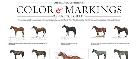 Quarter Horse Markings and Color Genetics - AQHA | Quarter horse, Horse ...