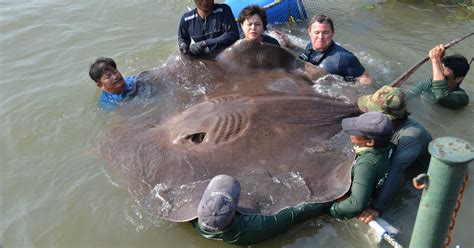 Giant stingray caught in Thailand