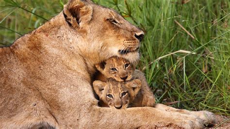 BBC One - Animal Super Parents - Lions