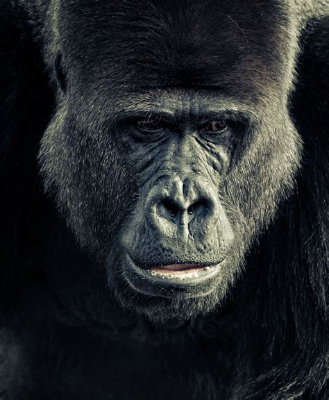 Gorilla by Roberto Adrian / 500px | Gorilla, Great ape, Primates