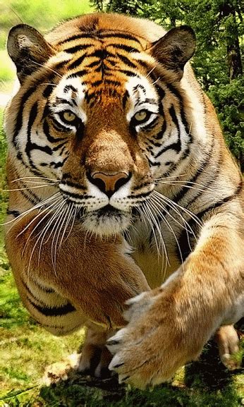 Tiger GIF on GIFER - by Siralar