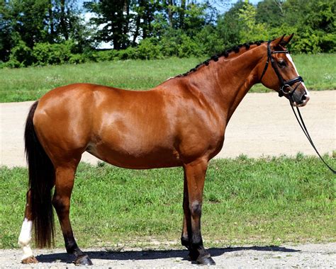 Dressage Horses | Warmblood Sales