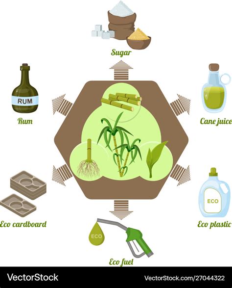 Sugarcane and products thereprocessing Royalty Free Vector