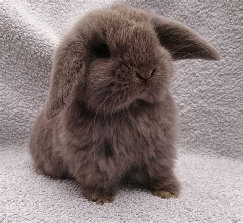 Lilac mini lop doe | Some day my bunny will come :o) | Pinterest ...