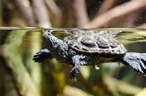 Diamondback Terrapin Care: A Detailed Guide for Beginners!