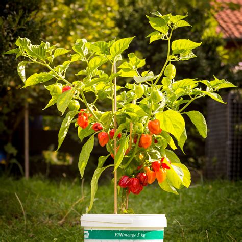 This Years Chili Pepper Harvest – Jalapeño and Habanero | Kai Christian Bader