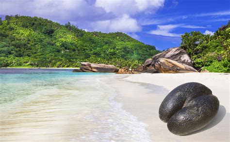 Seychelles Island Guide: Where to go for Wildlife | HuffPost