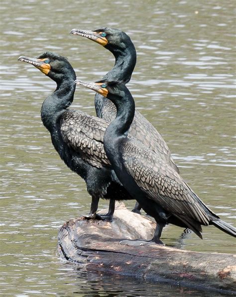 What are those large black birds hanging out on the Schuylkill ...