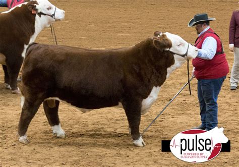 FWSS – Open Polled Hereford Bulls | The Pulse