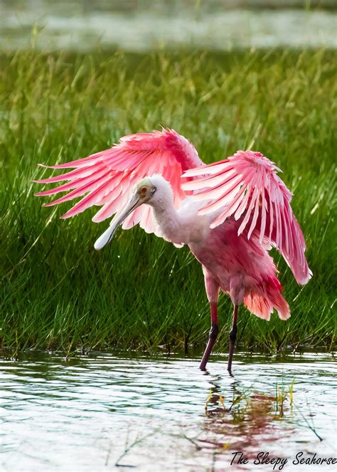 Roseate Spoonbill Photo, Bird Photography, Florida Birds , Bird Prints ...