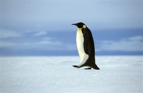 Emperor Penguin | Facts, pictures & more about Emperor Penguin Penguin Life, Penguin Parade ...