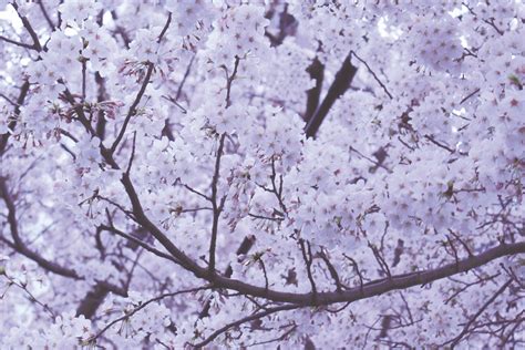 black and white picture of cherry blossom tree in bloom in spring ...