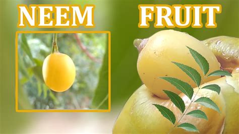 NEEM FRUIT / neem seed / neem oil - full details - YouTube