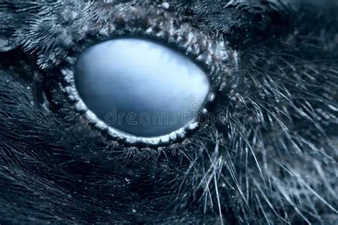 Raven Eye Close-up, Macro, Eye of Hooded Crow. Toned Stock Photo ...