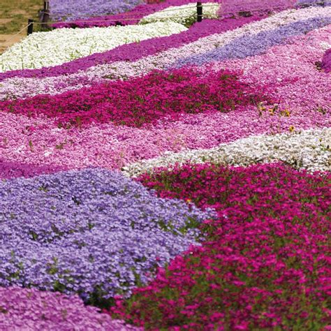 Pin by Susannah Kendig on Gardening | Ground cover plants, Plants ...