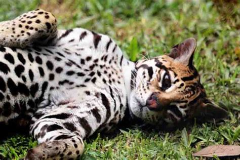 Pet Ocelot: Do Ocelots Make Good Pets? | Misfit Animals