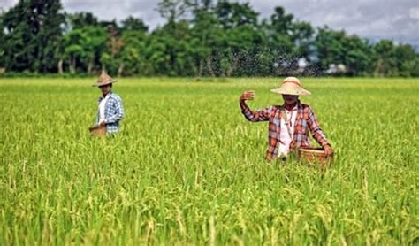 Myanmar’s Good Agricultural Practices (GAP) Protocol launched – Myanmar Agriculture