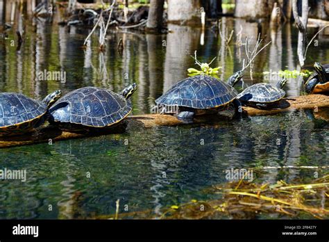 turtles on log, sunning, marine wildlife, animals, nature, water ...