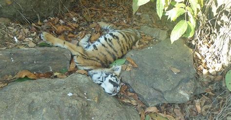 Four Tiger Cubs Die of Starvation in Maharashtra, Tigress Missing