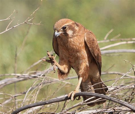 Richard Waring's Birds of Australia: Another Brown Falcon with prey ...