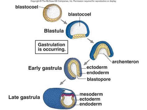 Human Gastrulation Diagram