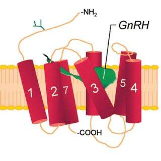 4 Structure of the human GnRH receptor. | Download Scientific Diagram