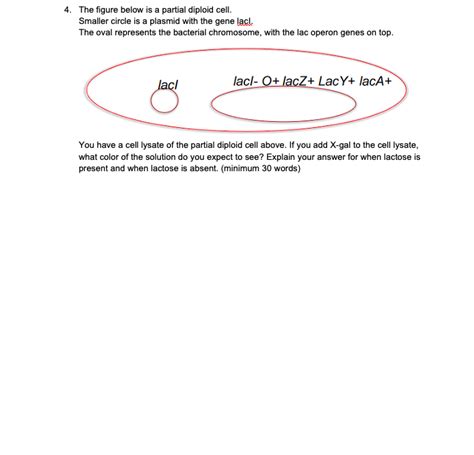 Solved 1. Lac repressor protein has two binding domains, | Chegg.com