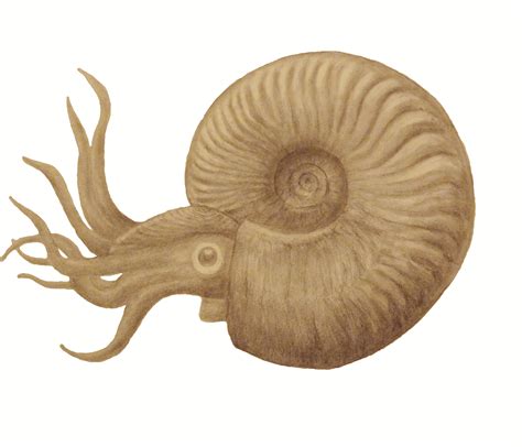 Ammonites Drawing - Ammonite Shell Vector Images Over 150 : Ammonite ammonites drawing vectors (91).