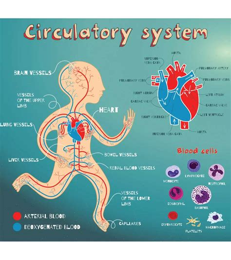 Facts About Heart And Circulatory System For Kids