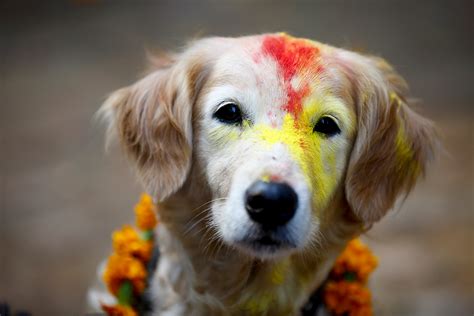 Tihar festival in Nepal on Behance