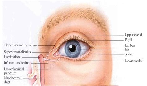 Eye Anatomy Limbus