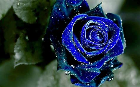 Blue Rose Wallpapers - Wallpaper Cave