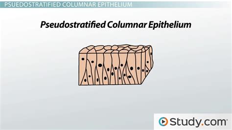 What Is Epithelial Tissue? - Function, Types & Structure - Video ...