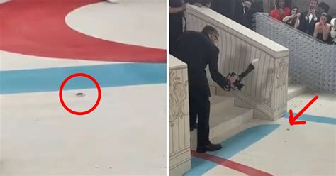 Cockroach Walking Red Carpet At Met Gala Takes Center Stage As Latest Viral Meme