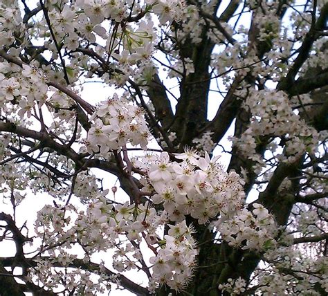 Pear Tree Blossoms Photograph by Lori Harrison - Fine Art America