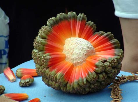 46 Of The World’s Weirdest Fruits And Vegetables | Bored Panda