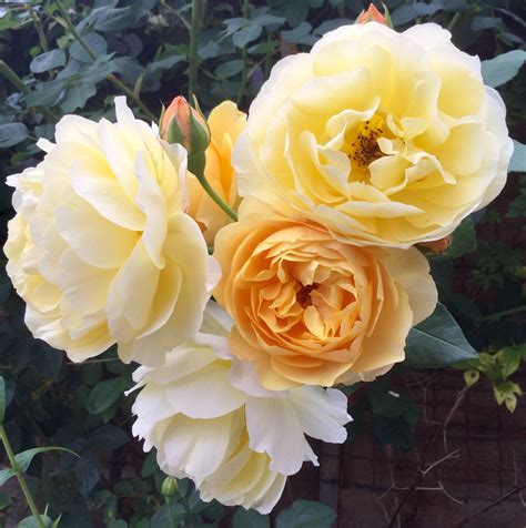 Graham Thomas Rose from our garden | Graham thomas rose, Rose, Floral