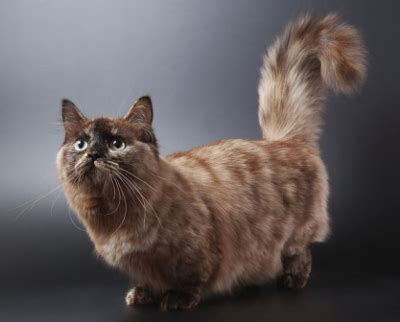 Munchkin Cat - Knowledge Base LookSeek.com