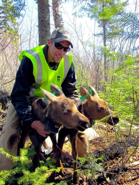 DNR collaring moose calves to study, protect species | MPR News