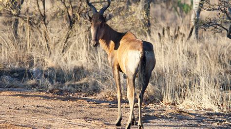 Mpala Live! Field Guide: Laikipia Hartebeest | MpalaLive