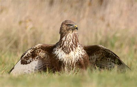 Hawks In Oklahoma: 9 Species To See In The Sooner State