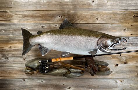 Trophy Fish mounted on wall | High-Quality Sports Stock Photos ...